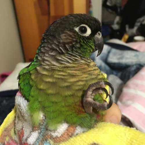 Matcha looking extra round#matcha #matchamanju #conure #greencheekconure #parrot #petsofinstagram 