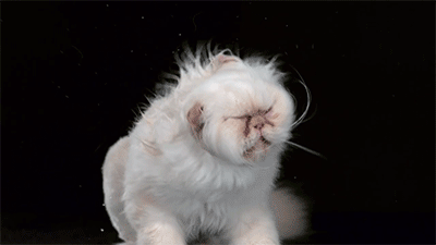 Those Cats Shaking In Slow Motion Is So Funny To Watch - Watch The Full Video