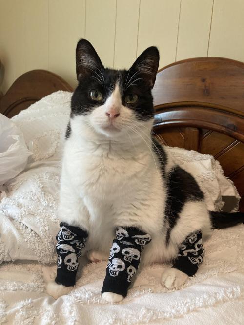 awsomecutecats:I got her leg warmers
