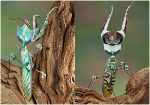 ausbluten:Devil’s flower mantis by Cathy Keifer/Shutterstock strange-looking mantis species