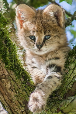 mostlycatsmostly:  mostlycatsmostly:  Serval