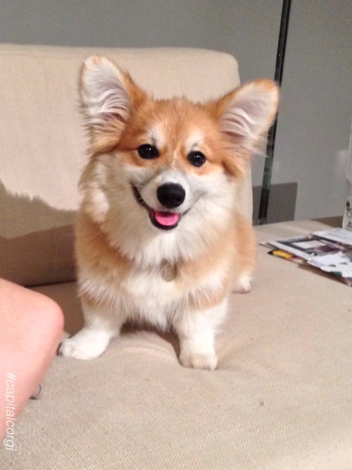 Sleepy corgi