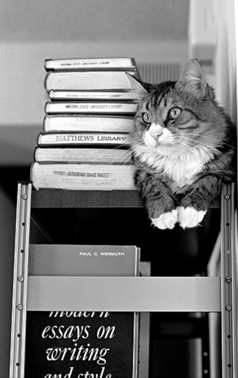 Matthews Library Cat at Arizona State University - 1968(via Gene Wilburn )