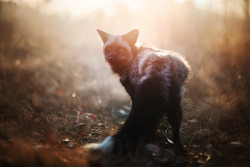 Everythingfox:  Black Fox //  Iza Łysoń  