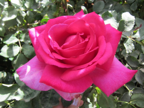 The most fragrant garden rose