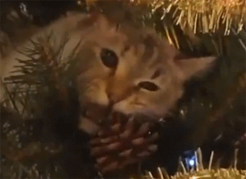 huffingtonpost:Cats vs. Christmas Trees Shows Felines At Their Yuletide Worst “Cat vs. Christmas Tre