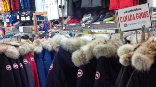 bohemianrandomnity:  kathyfartcher:  teenagerposts:  Friendly reminder for anyone planning on buying a  goose jacket this season, this is what you’re supporting 😷  Ok signal boost cause I was deadass gunna get one of these and I had no idea  Did