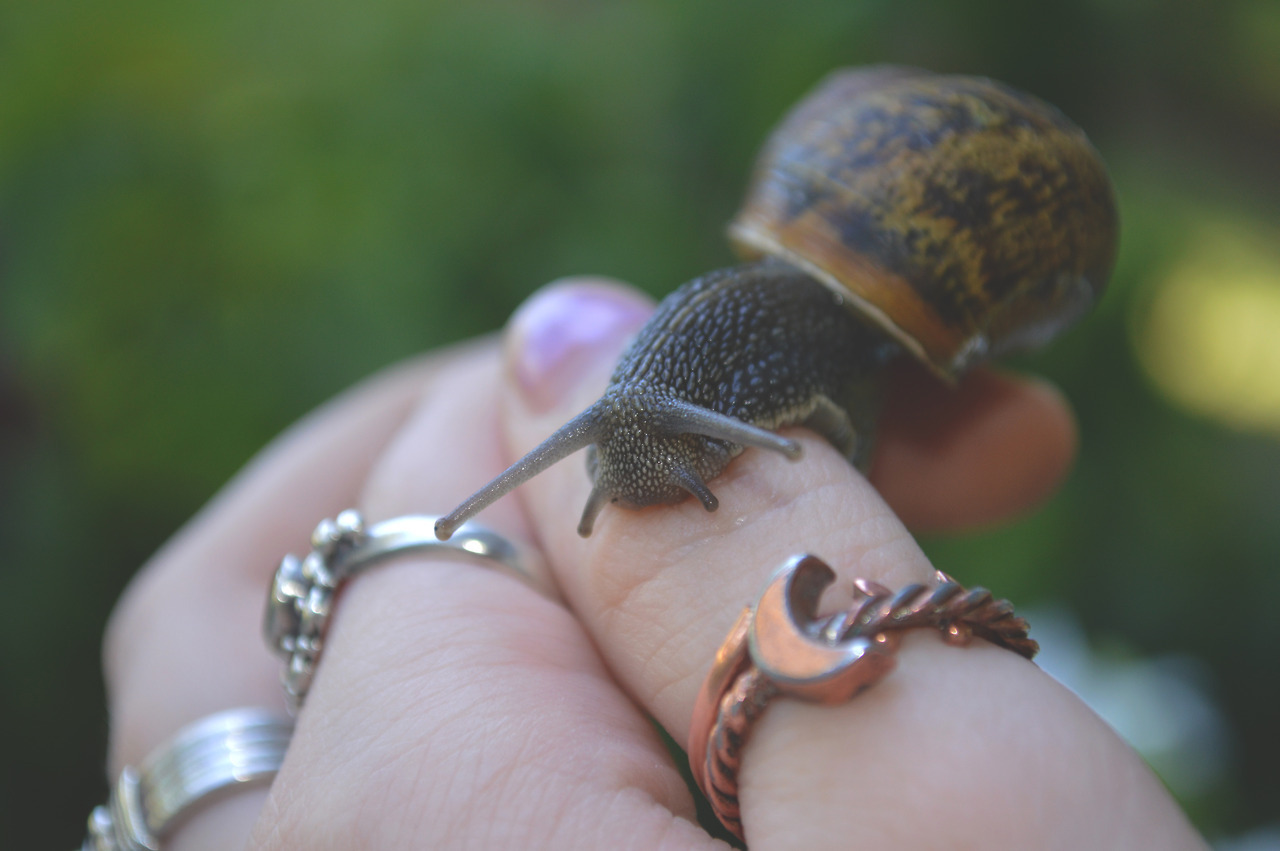 megarah-moon: A very pretty friend  🐌     ♡ Prints and more at my Society6  ♡