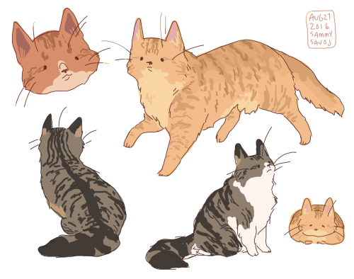 hamotzi: striped longhaired cats!