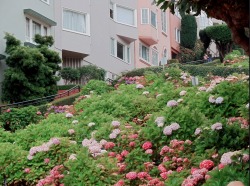 pastelliyon:   Along Lombard Street, San Fransisco (2012) 