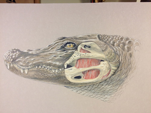 ejlandsman:  Here’s the step-by-step for my most recent assignment for vertebrate illustration, a composite drawing of an alligator head with a portion skull and musculature exposed.  See captions for the blow-by-blow :3 I have to say I am not a big