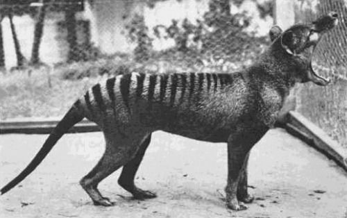 rapax-anamalia:  Pictures and a few videos are all that remain of the now extinct Thylacine, or Tasmanian Tiger.  The last Thylacine died in the Hobart Zoo of exposure in 1935 The rest of its species was hunted into extinction by European settlers. 