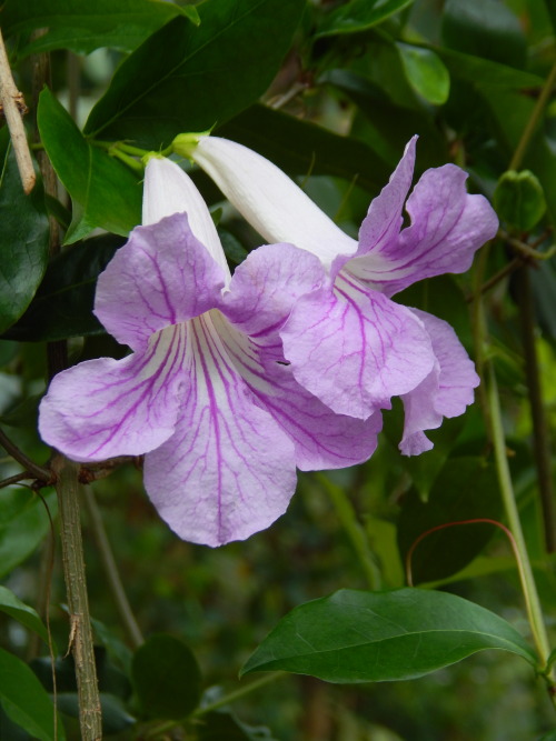 Bignonia callistegioides