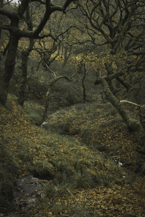 Autumn shades, Bryn, Wales by Ken Marten@kenmarten