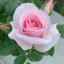 peonyroseblush