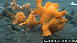 biology-online:Frogfish can use their pelvic fins to walk across the sea floor