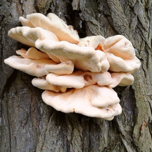 Excellent surprise forage discovery in my walk to work: a Chicken of the Woods cluster. #mushrooms #