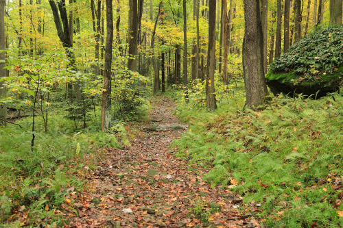 Leftovers from a late October hike at Coopers Rock State Forest.