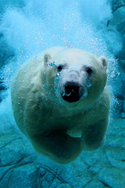 plasmatics-life:  Polar Bear Dive ~ ( By Mark Snelson ) 