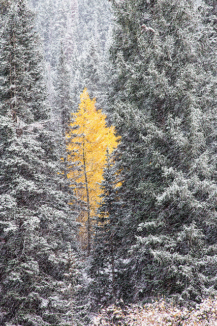 tulipnight:  Autumn’s Last Stand by Greg Ness  on Flickr. 