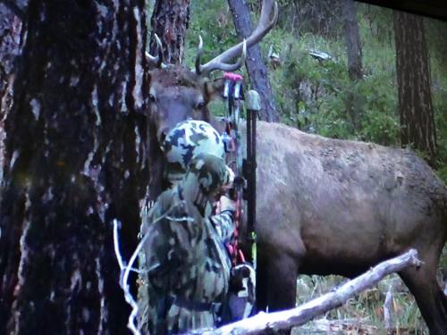 Robyn Waldrip‎ took this Elk at only 4 yards in New Mexico this past week.