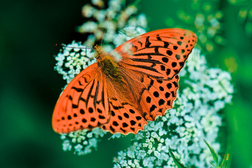 Beautiful orange giant butterfly by Åsmund Seeberg on Flickr.