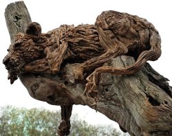 stunningpicture:  Driftwood Lioness