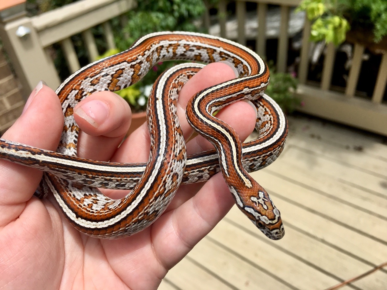 sunfish-exotics: Not much better than a line bred locality cornsnake, add in tessera