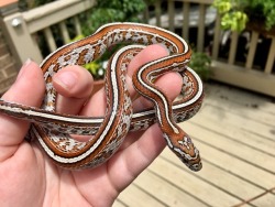 sunfish-exotics: Not much better than a line bred locality cornsnake, add in tessera and you really get something really special.