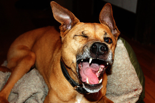 tastefullyoffensive:  Dogs About to Sneeze [via]Previously: Cats About to Sneeze