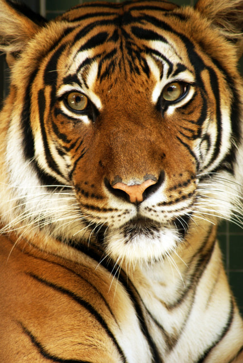 iplaydead:  jaws-and-claws:  Tiger by ~szkrabina  so beautiful :)