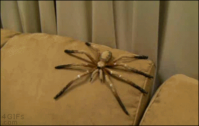 Fake huge spider prank