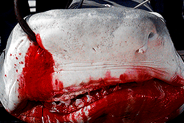 Smile, You Son Of A Bitch! JAWS (1975) Dir. Steven Spielberg