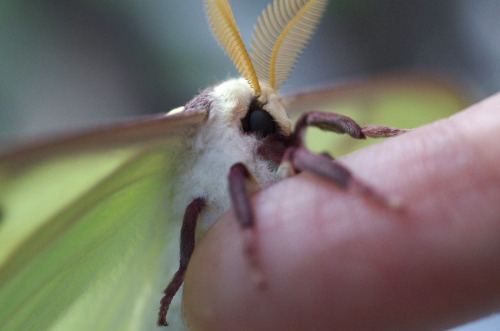 kittendrumstick:A few more, including some close-ups! And more photos of that pretty male moth.