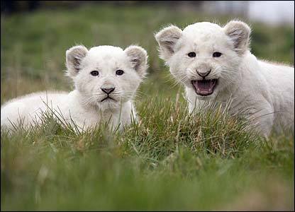 bbymaaryy:  rivieredelalune:  White Lion  White lions are my absolute favorite. 