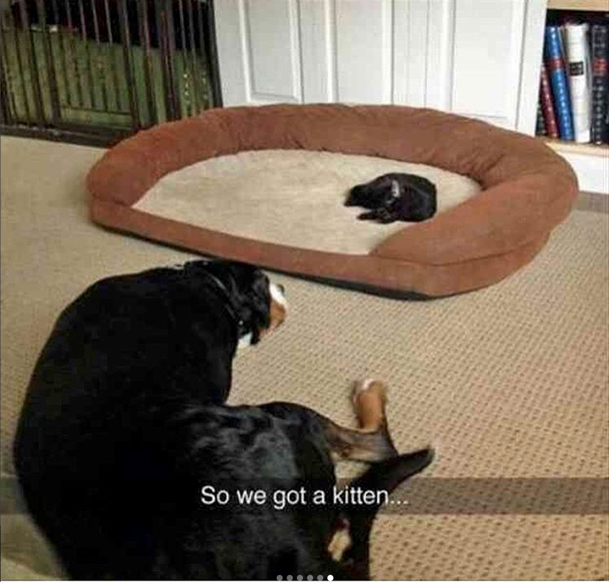 babyanimalgifs:  Animal snaps