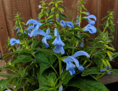 True Blue Flowers at the allotment /part 2I’ve complained over and over about how I missed having th