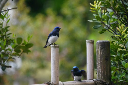 birdwatching