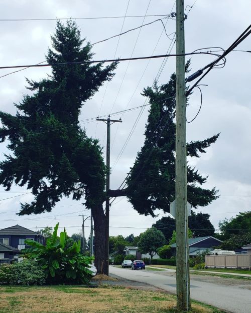 Seussian Landscape . . #drseuss #treeart #powerlines #urbandecay #urban #architecture (at Vancouver,