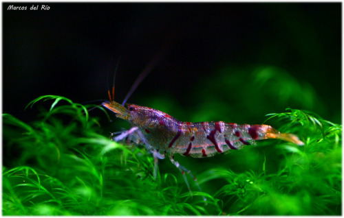 Caridina cf cantonensis Tiger by Marcos del Rio on Flickr.