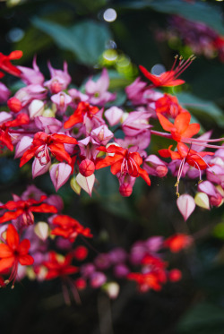 blooms-and-shrooms:   	. by Luis Hang   