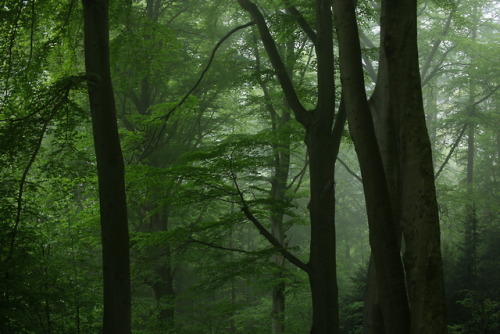 90377:A foggy day at the local forest by 90377Instagram | Etsy Shop