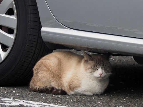 shootsay: すぐにクルマの下に入ってしまう猫さん。もしかして暖かいのかな。The cat got under the car. Is it warm in there?