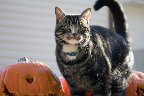 halloween cat