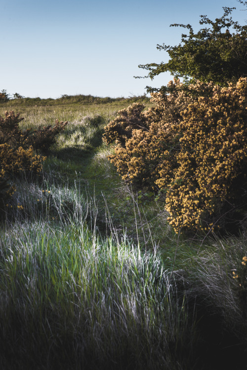 freddie-photography:  Sunshine on Moors and Lower Forests, Gloucestershire UK  By Freddie Ardley PhotographyWebsite | Facebook | Instagram | Twitter 