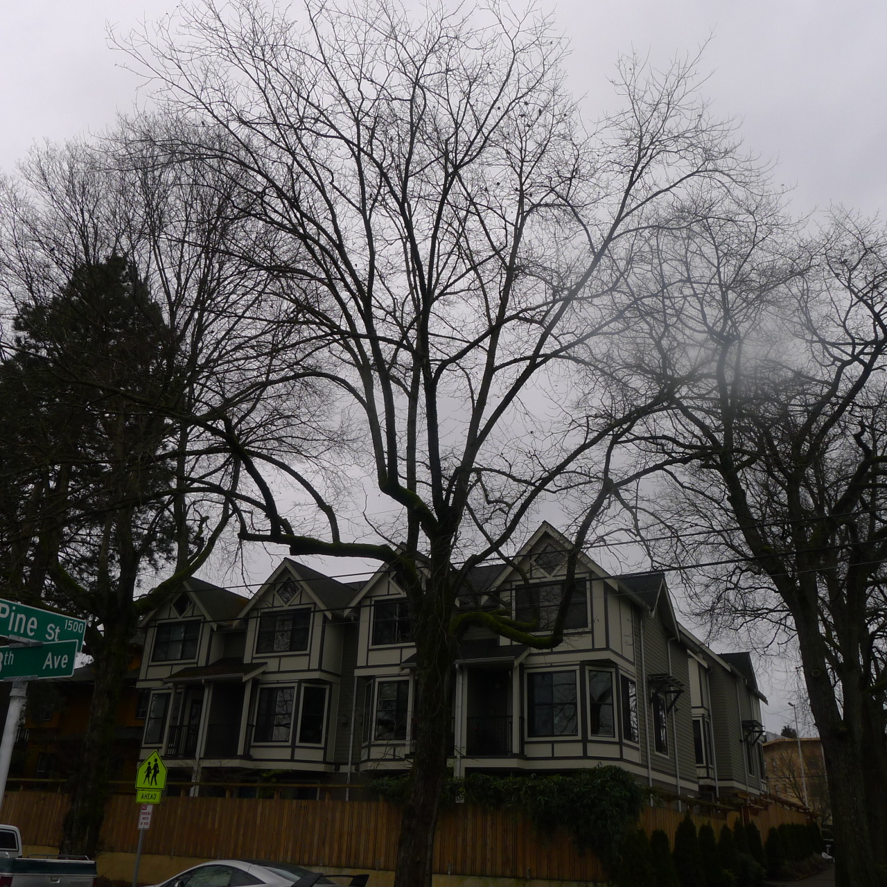 srihanuman:  Three versions of an ash tree, looking west toward afternoon, from early