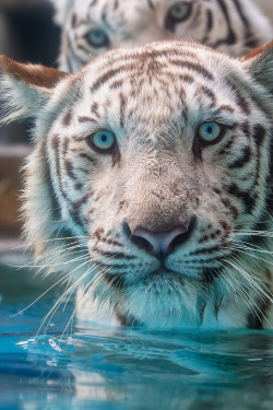 plasmatics-life:  Aqua ♂ - What Are You Doing Here? ~ By Harimau Kayu