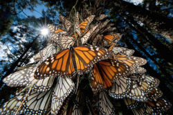 Shithowdy:  Nubbsgalore:  Every Autumn, Tens Of Millions Of Monarch Butterflies Travel