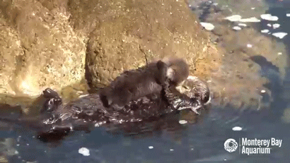 sizvideos:  Cute mom and new born sea otter pup - Video 