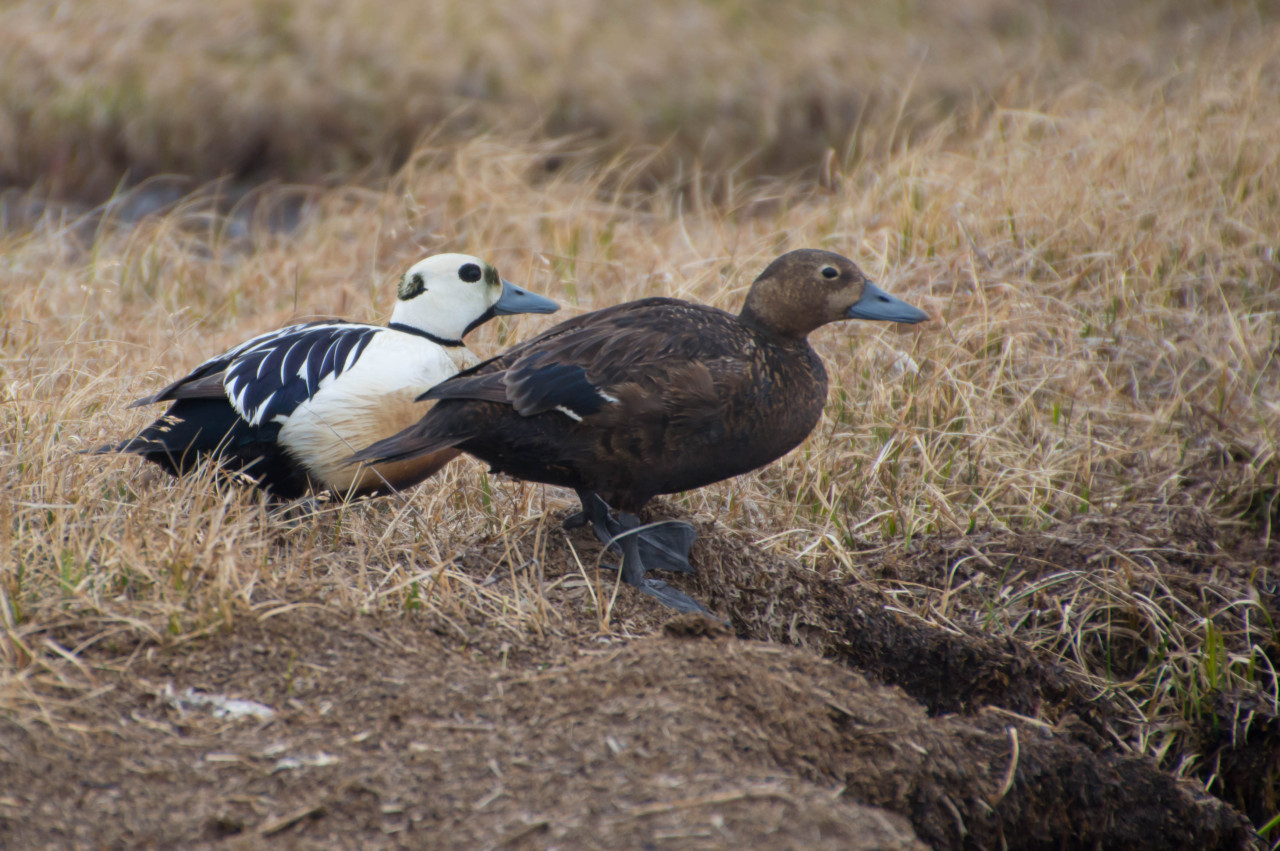 Steller’s eider (Polysticta stelleri) drake and hen
The Steller’s eider is the smallest of four eider species, and lives its entire life in the Arctic. They breed on the northernmost coasts of Russia and Alaska, and winter in the Bering sea, where...